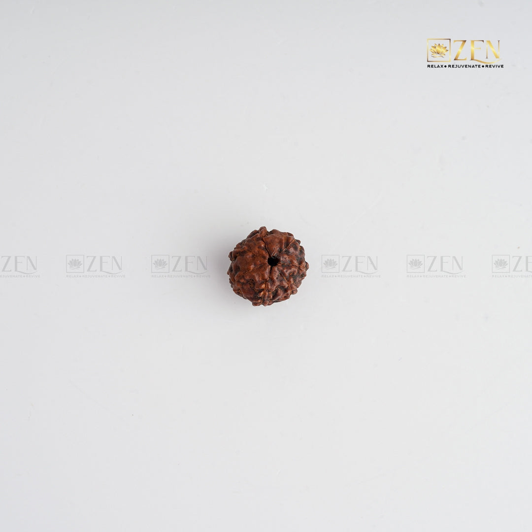 real 7 Mukhi original rudraksha | The Zen Crystals