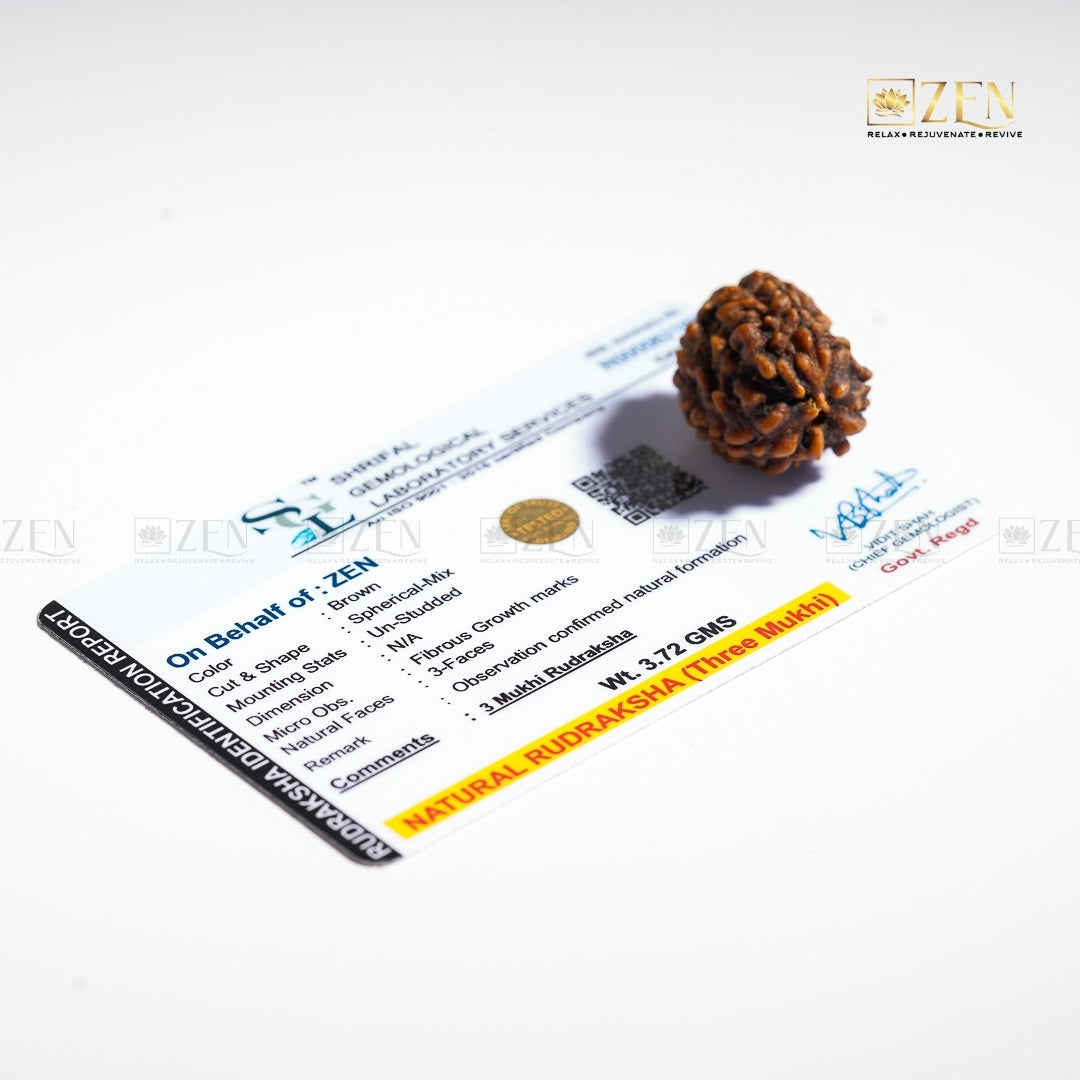3 Mukhi Rudraksha - Himalayan Origin