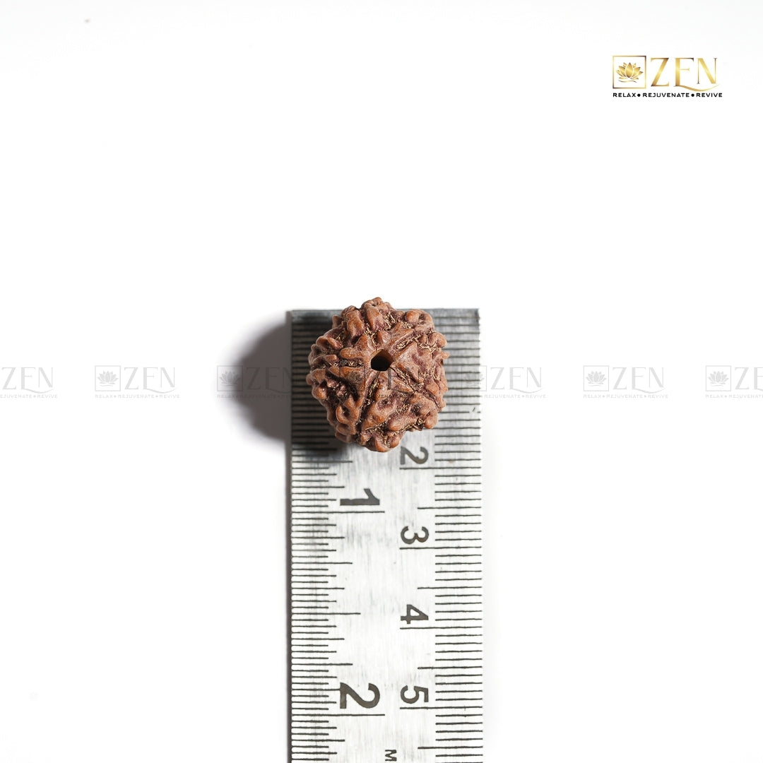 Hand holding the 5 Mukhi Rudraksha from Nepal - perfect for daily spiritual practice and inner peace