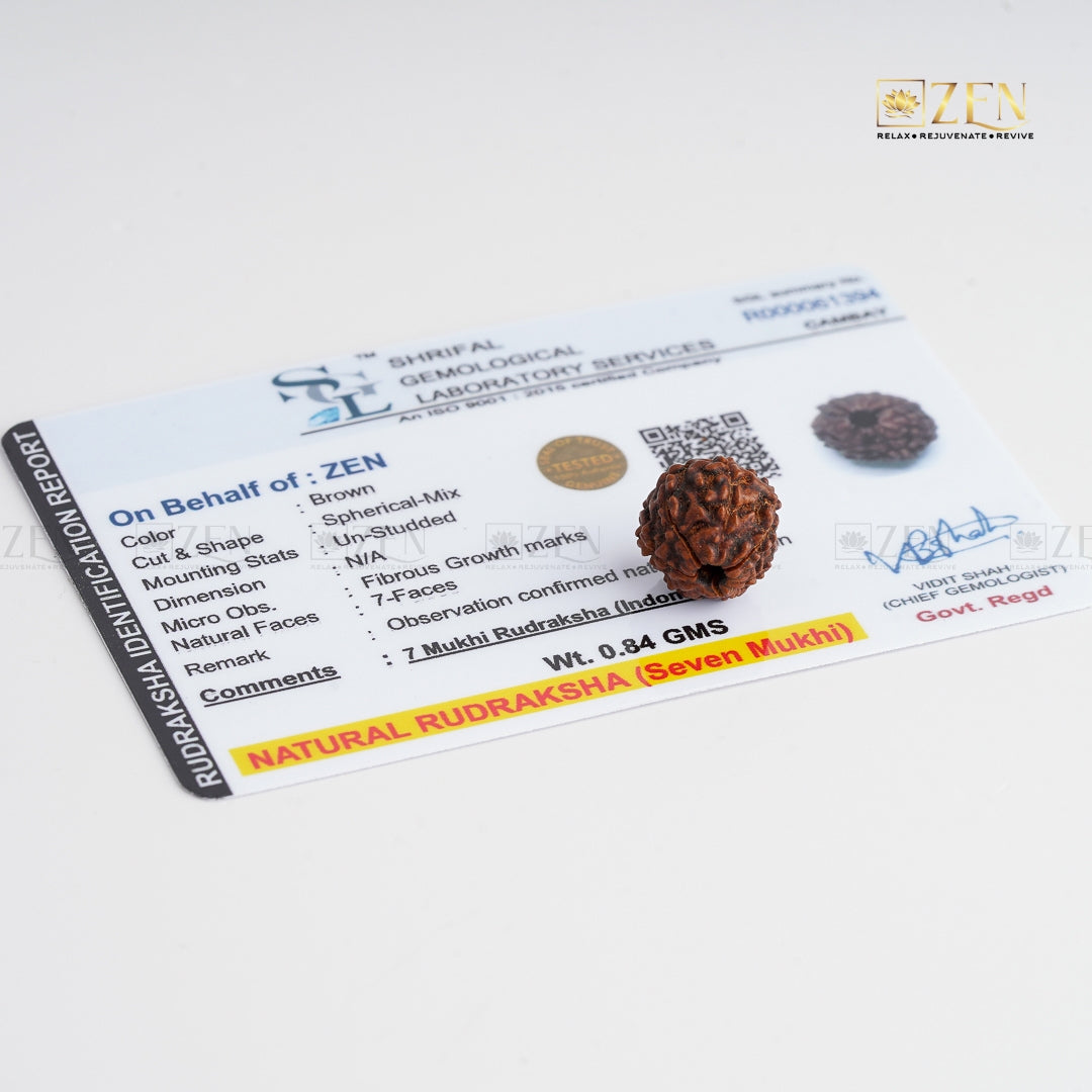 7 Mukhi real rudraksha | The Zen Crystals
