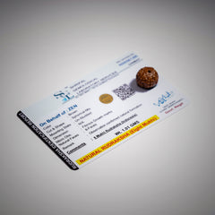 8 Mukhi Rudraksha - Indonesia