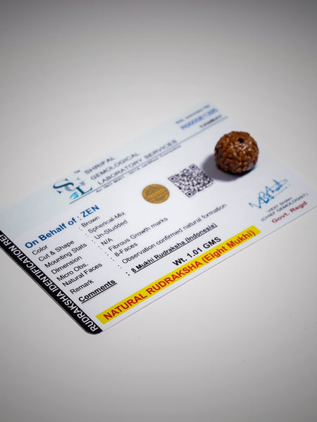 8 Mukhi Rudraksha - Indonesia