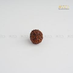 7 Mukhi certified rudraksha | The Zen Crystals