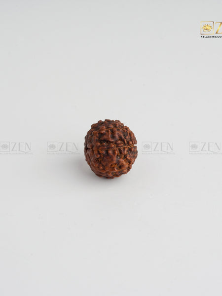 7 Mukhi certified rudraksha | The Zen Crystals