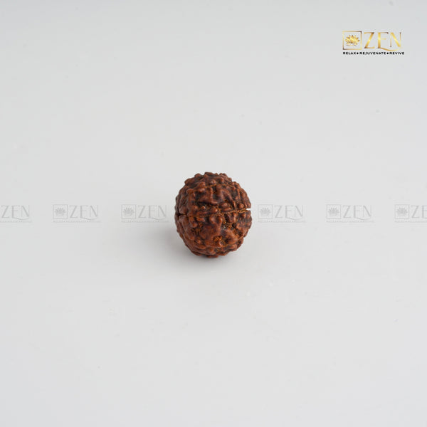 7 Mukhi certified rudraksha | The Zen Crystals