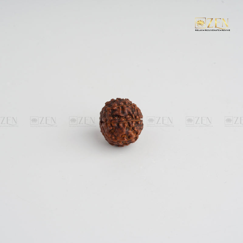 7 Mukhi certified rudraksha | The Zen Crystals