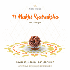 11 Mukhi Rudraksha with decorative elements on a white background, featuring The Zen Crystals branding.