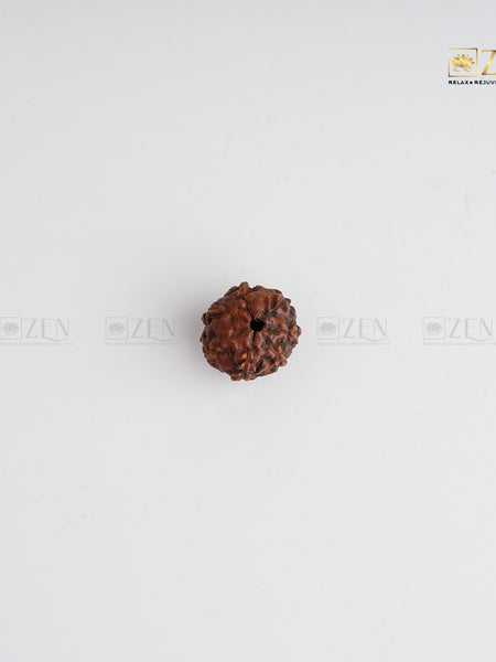real 7 Mukhi original rudraksha | The Zen Crystals