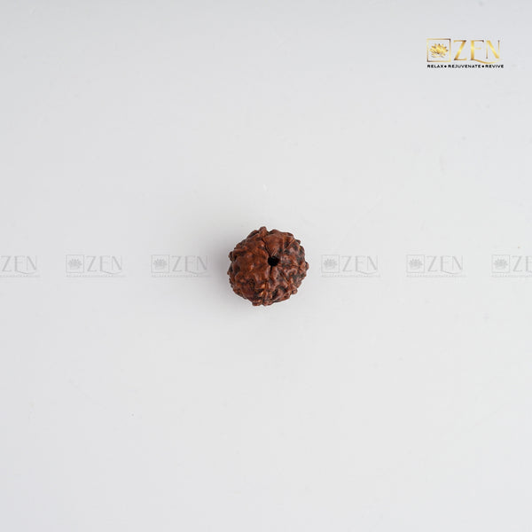 real 7 Mukhi original rudraksha | The Zen Crystals