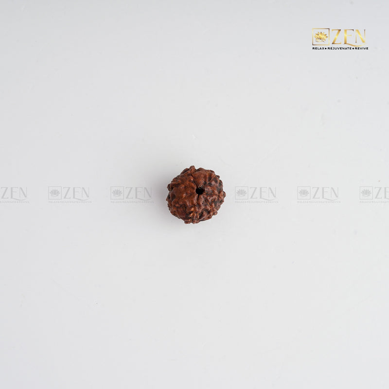 real 7 Mukhi original rudraksha | The Zen Crystals