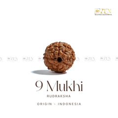 9 Mukhi Rudraksha | The Zen Crystals