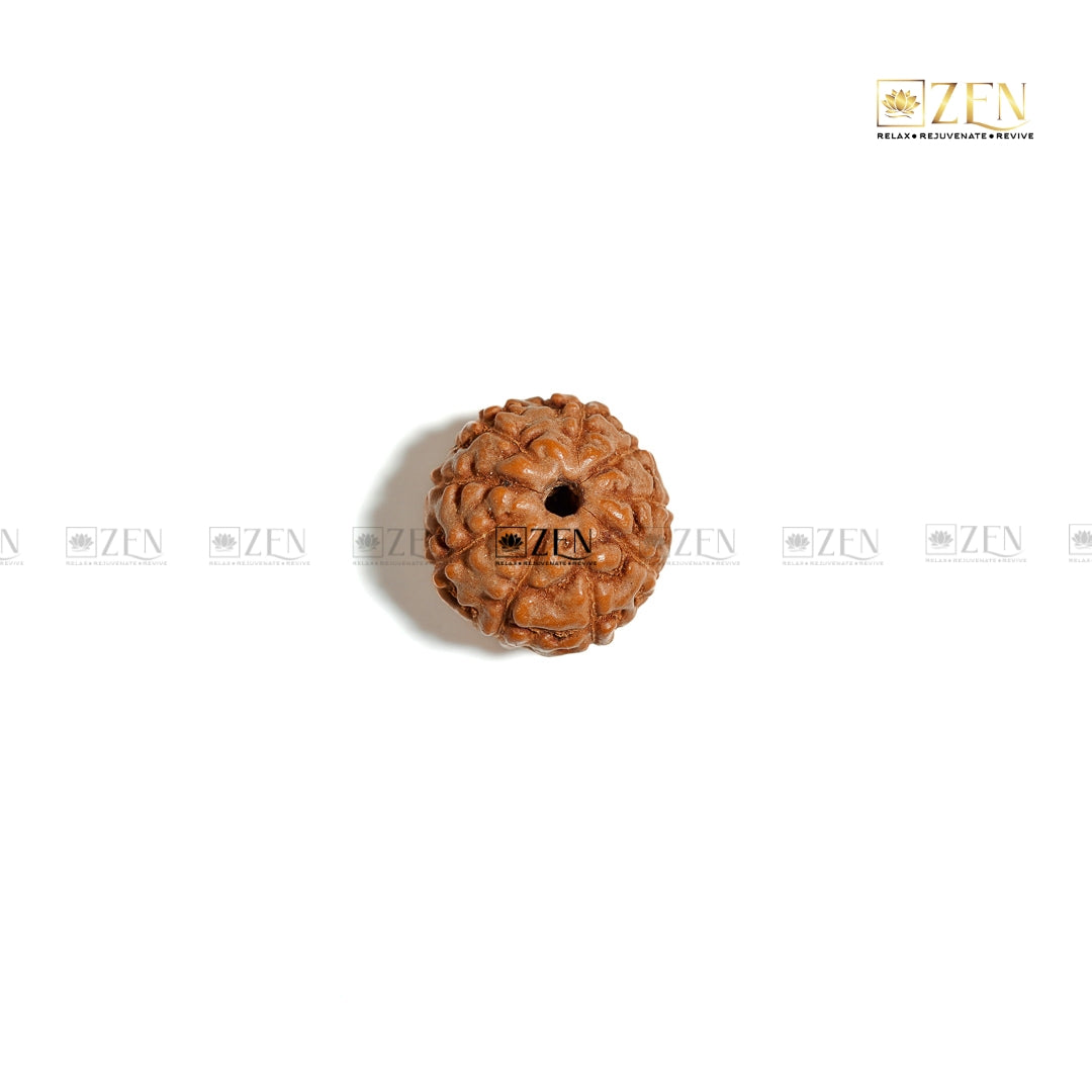 Nine Mukhi Rudraksha | The Zen Crystals