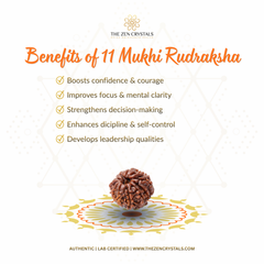 11 Mukhi Rudraksha with benefits listed on a white background