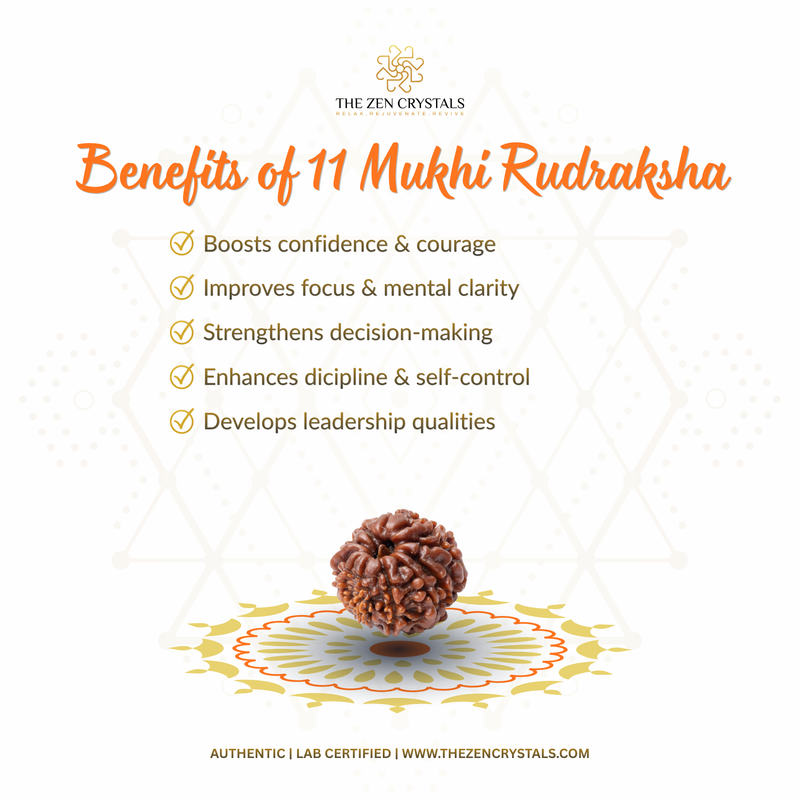 11 Mukhi Rudraksha with benefits listed on a white background