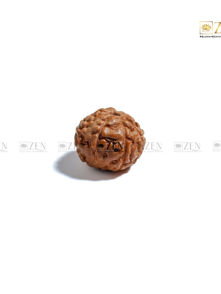 9 Mukhi Rudraksha Indonesia | The Zen Crystals