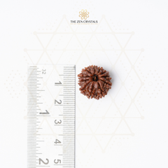 11 mukhi Rudraksha seed next to a ruler on a white background with 'The Zen Crystals' branding.