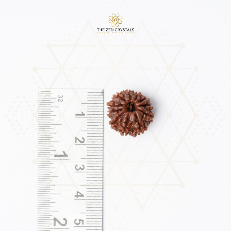 11 mukhi Rudraksha seed next to a ruler on a white background with 'The Zen Crystals' branding.
