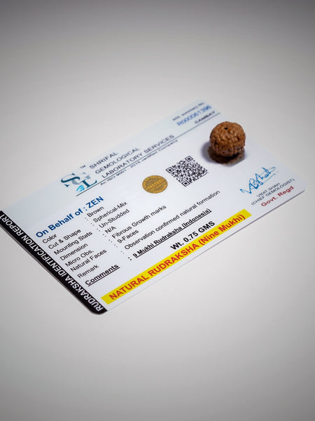 Certified 9 Mukhi Rudraksha | The Zen Crystals