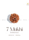 7 Mukhi Rudraksha | The Zen Crystals