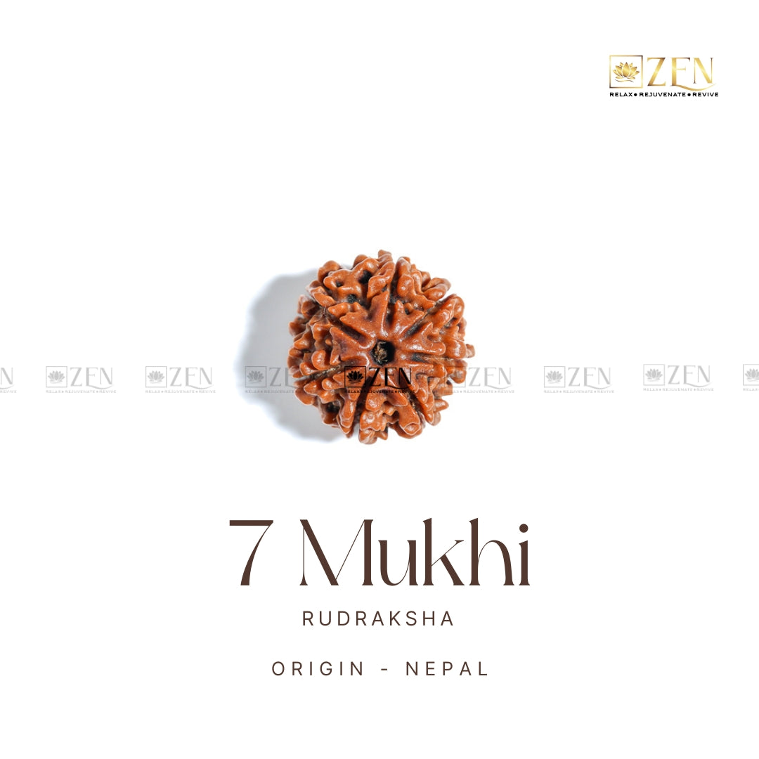 7 Mukhi Rudraksha | The Zen Crystals