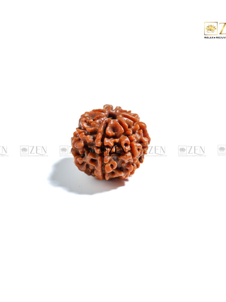 seven mukhi rudraksha | The Zen Crystals