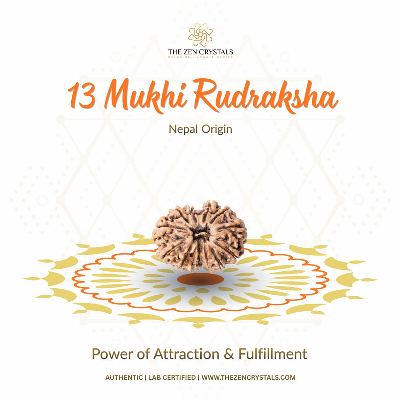 13 mukhi rudraksha | the zen crystals