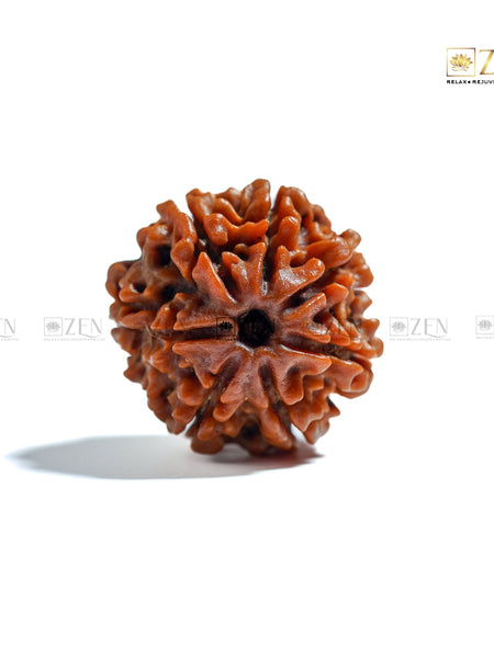 7 Mukhi Nepal Rudraksha | The Zen Crystals