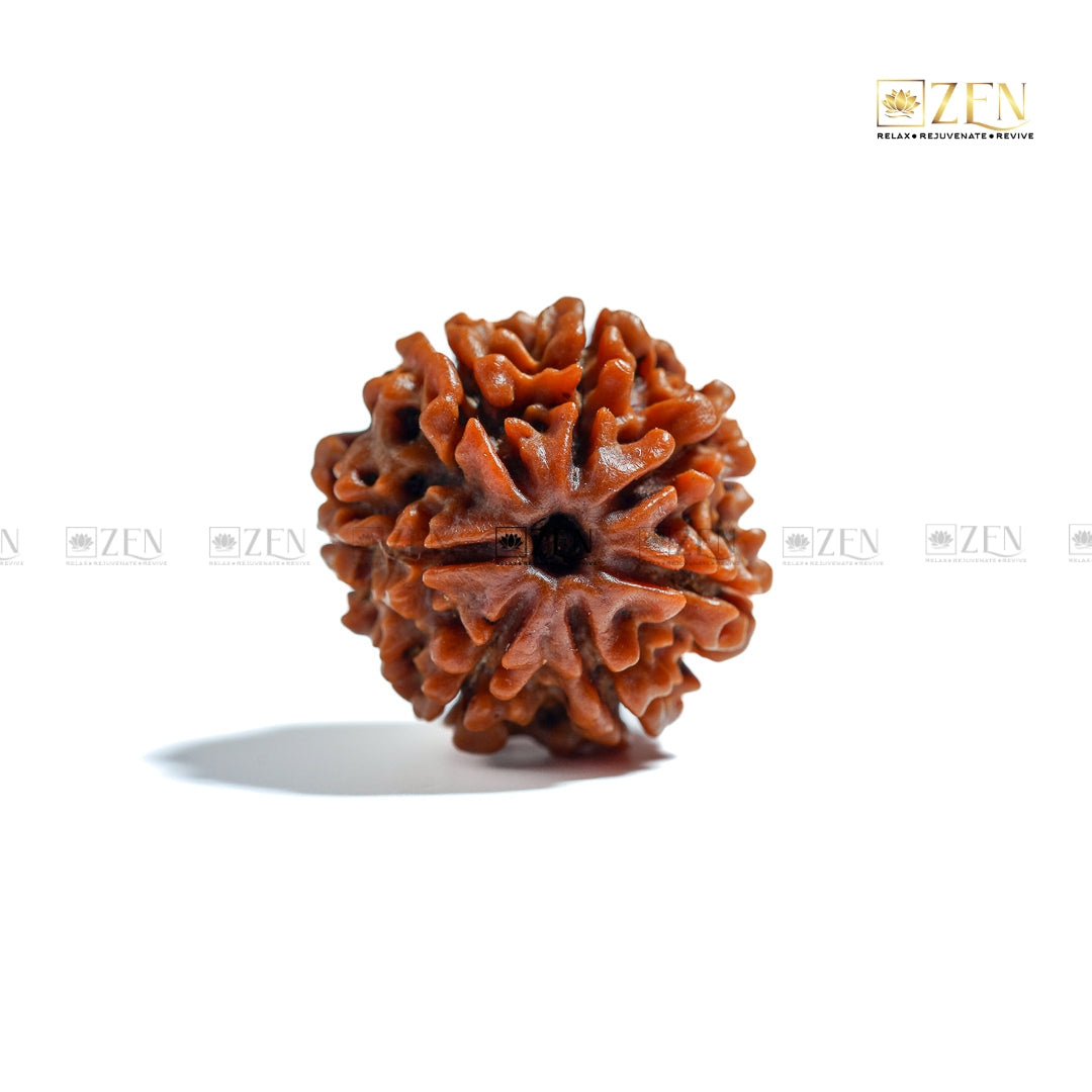 7 Mukhi Nepal Rudraksha | The Zen Crystals