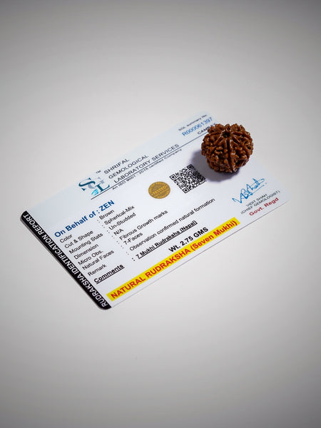 Certified 7 Mukhi Rudraksha | The Zen Crytals