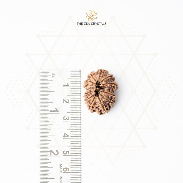 13 mukhi rudraksha next to a ruler on a white background with 'The Zen Crystals' branding.