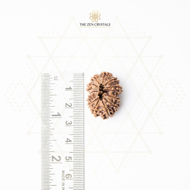 13 mukhi rudraksha next to a ruler on a white background with 'The Zen Crystals' branding.