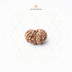 13 mukhi rudraksha on a textured white background with 'The Zen Crystals' logo.