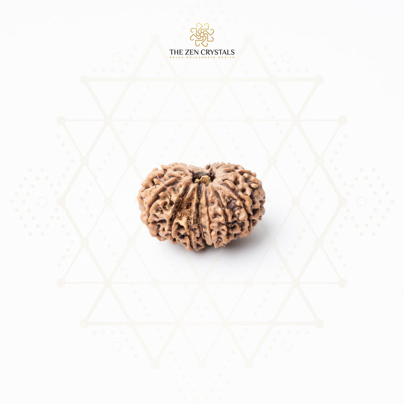 13 mukhi rudraksha on a textured white background with 'The Zen Crystals' logo.
