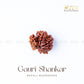 Gauri Shankar Rudraksha - Nepal | the zen crystals