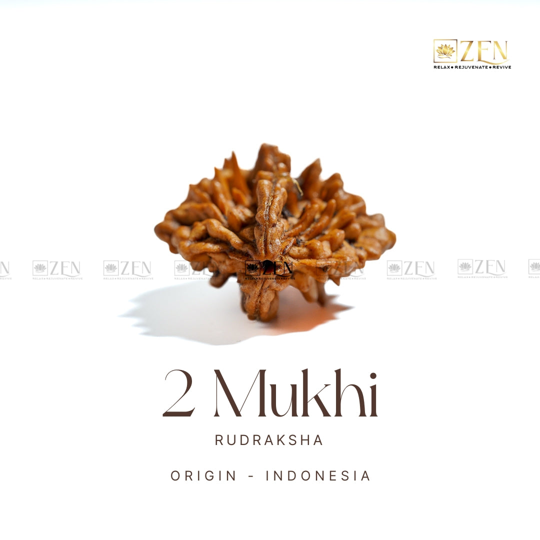 2 mukhi rudraksha | The Zen Crystals