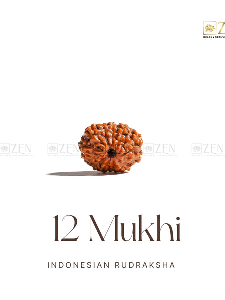 12 mukhi indonesian rudraksha | The Zen Crystals