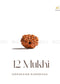 12 mukhi indonesian rudraksha | The Zen Crystals