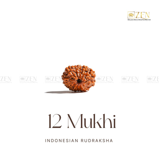 12 mukhi indonesian rudraksha | The Zen Crystals