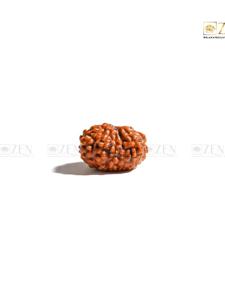 twelve mukhi indonesian rudraksha | The Zen Crystals