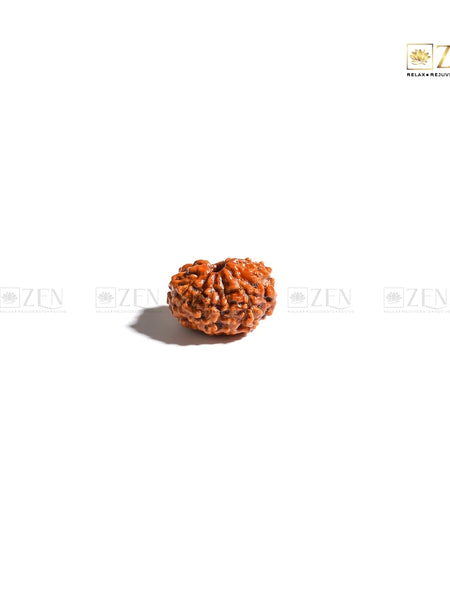 12 mukhi rudraksha | The Zen Crystals