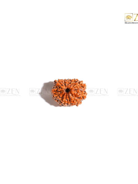 12 mukhi Rudraksha from Indonesia | The Zen Crystals