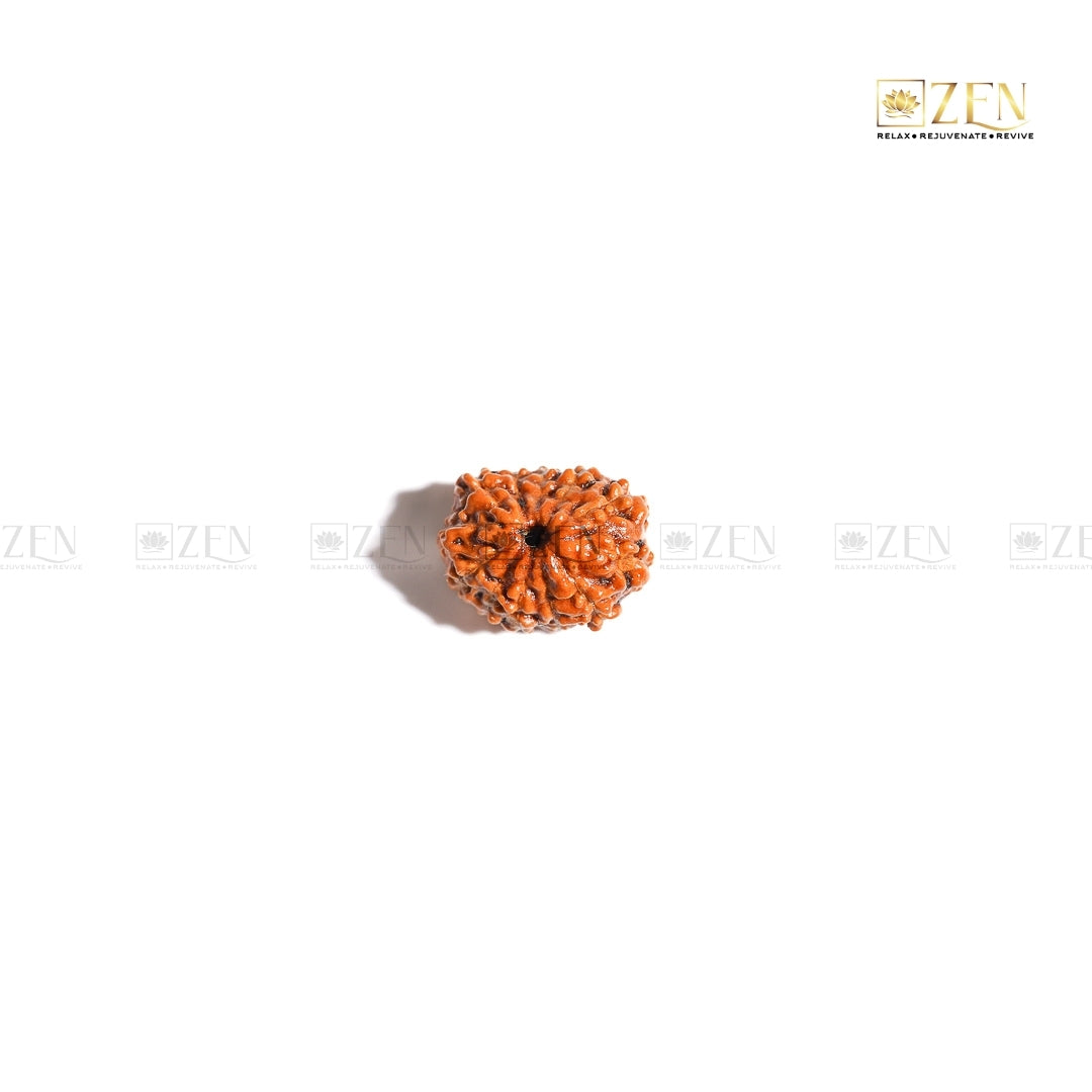 12 mukhi Rudraksha from Indonesia | The Zen Crystals