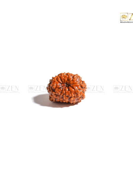 12 Mukhi Rudraksha | The Zen Crystals