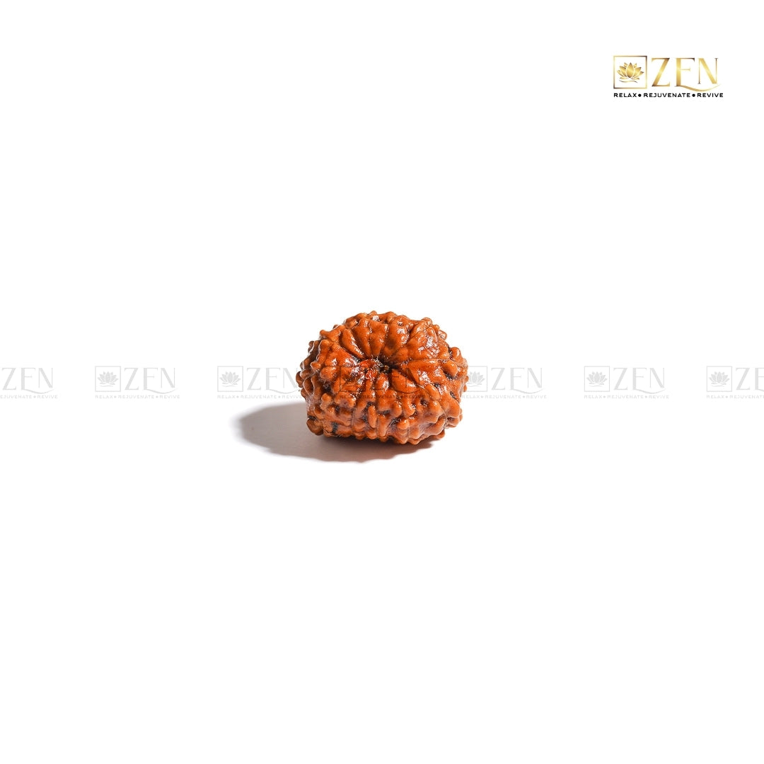 12 Mukhi Rudraksha | The Zen Crystals