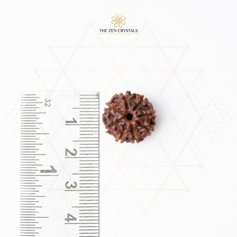 8 mukhi Rudraksha seed next to a ruler on a white background with 'The Zen Crystals' branding.