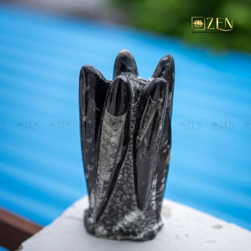 Orthoceras Display Stone against a blue background