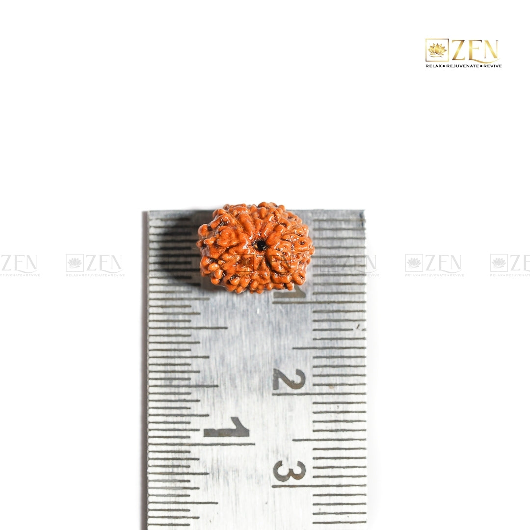 12 Mukhi Rudraksha | The Zen Crystals