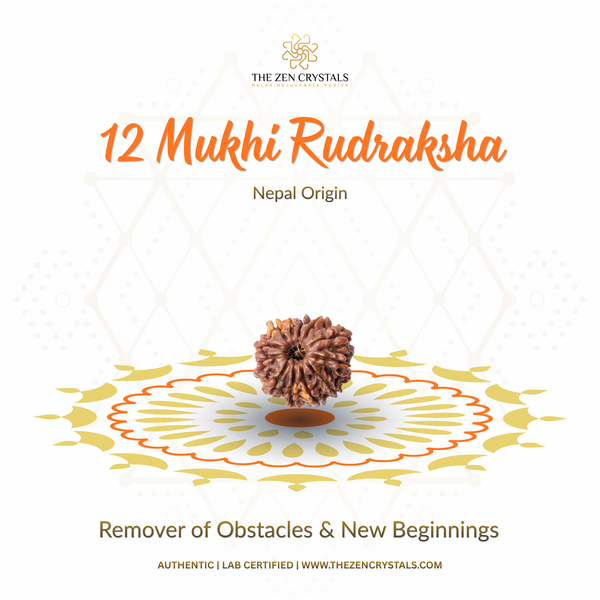 12 Mukhi Rudraksha with decorative elements on a white background, featuring The Zen Crystals branding.