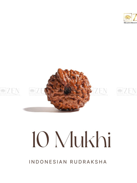 10 Mukhi Indonesian Rudraksha | The Zen Crystals