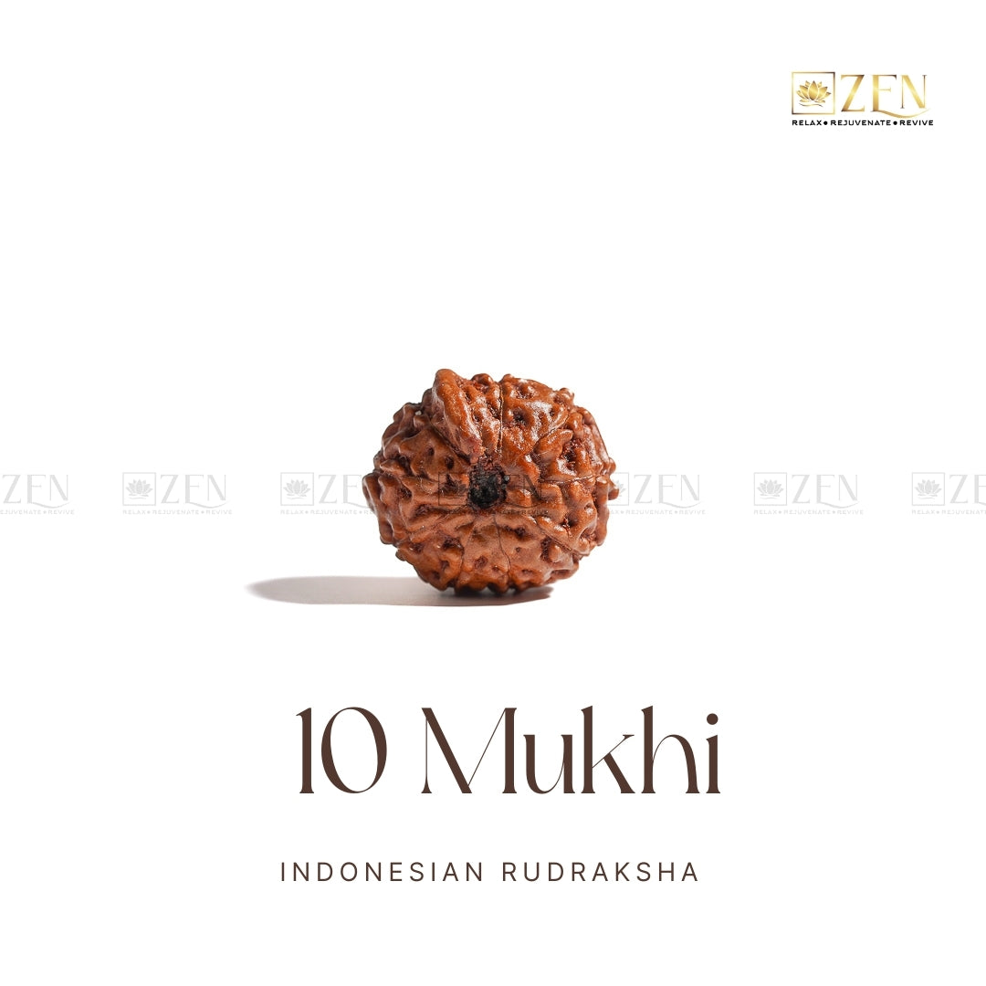 10 Mukhi Indonesian Rudraksha | The Zen Crystals